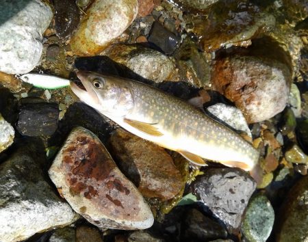フライ名人とイワナ釣り